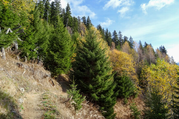 Windwurfflächen in der Surselva
