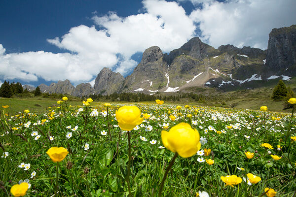 Bergfrühling am Alvier