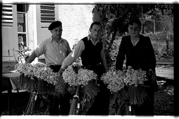 Narcisses en Haute-Ajoie