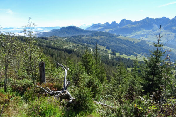 Abwechslungsreicher Höhenweg im Gantrischgebiet