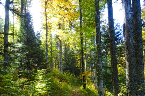 Auf den Spuren von «Lothar» im Val de Travers