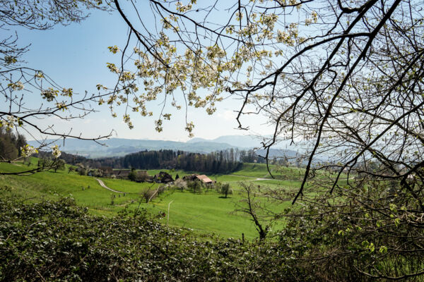 Wo Zürich an die Innerschweiz grenzt