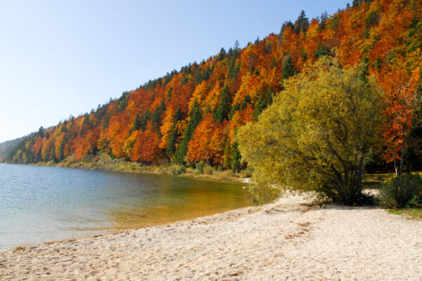 Sur les rives du lac de Joux