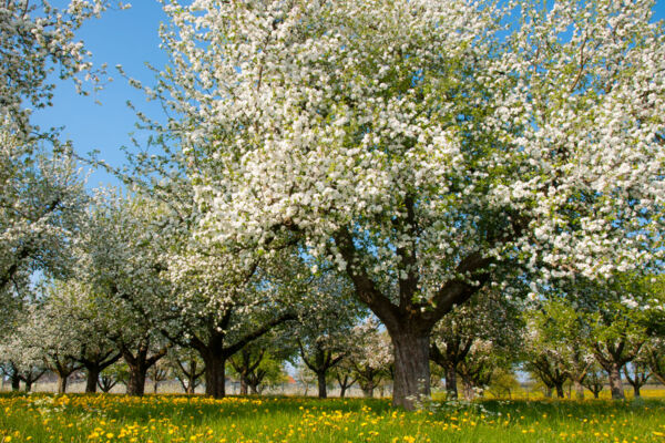 Le printemps sur le Seerücken