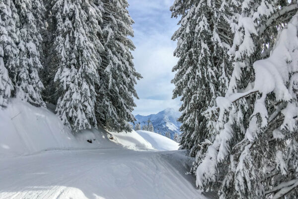 Dans le bois enchanté sous l’Ortstock (GL)