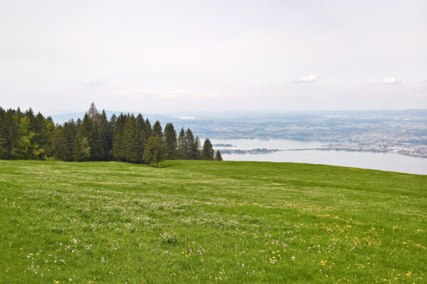 Alpweiden zwischen Sihlsee und Zürichsee