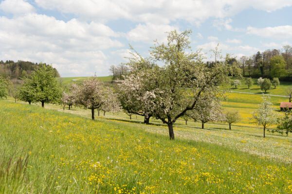 De Weinfelden à Frauenfeld