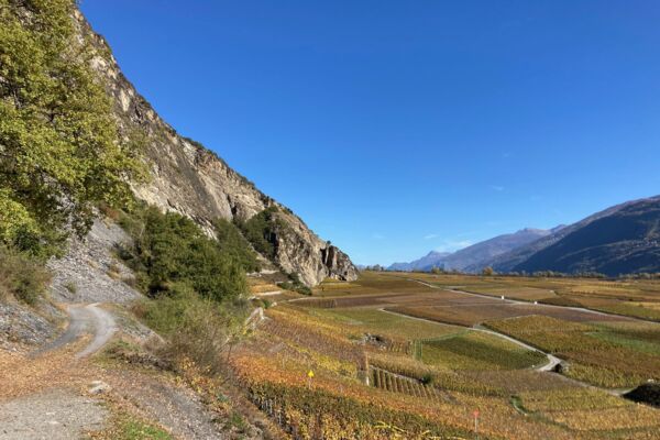 Des vignes et un pont suspendu