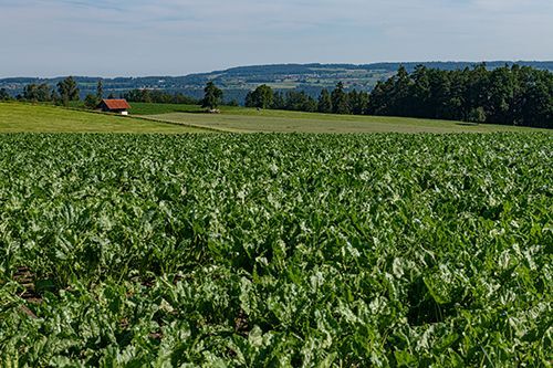 Wanderung für Frühaufsteher