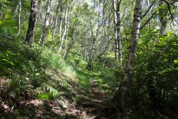 Schaukelerlebnis über dem Ceneritunnel