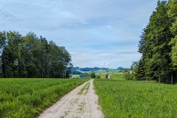 Tranquilla escursione ai margini dell’Emmental