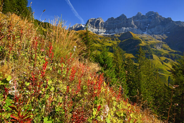 Au pied des Dents du Midi