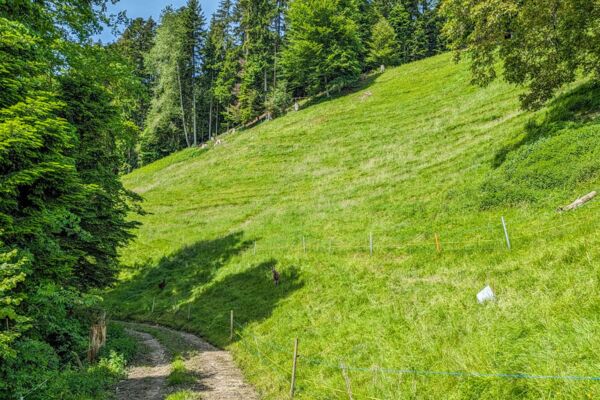 Tranquilla escursione ai margini dell’Emmental