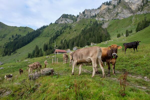 Face au Titlis dans la vallée d’Engelberg