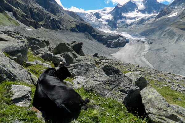 Vom Stausee zum Moiry-Gletscher