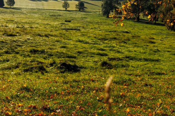 Impressionen in den Freibergen