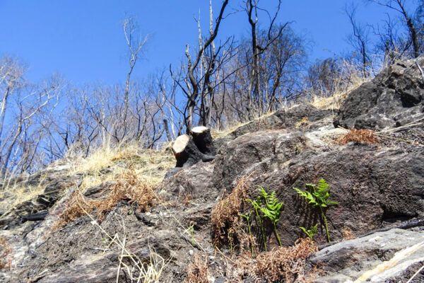 An sonnigen Hängen im Centovalli