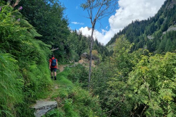 Blühende Alpwiesen und Hochmoore am Lukmanier