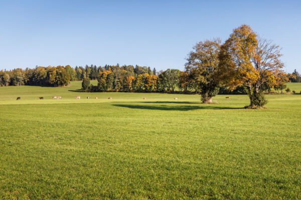 Impressionen in den Freibergen