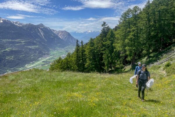 Auf Wespensuche an der Südrampe