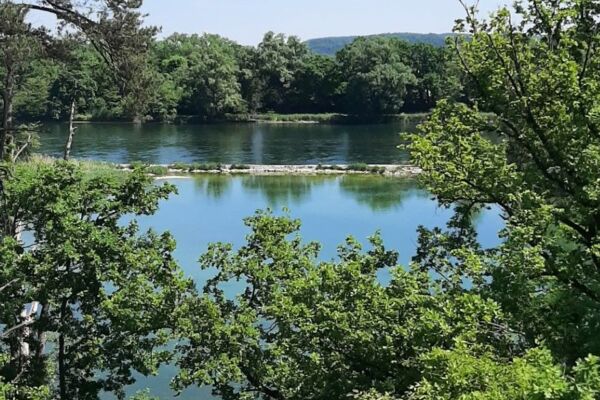 19. Rhein - Reben