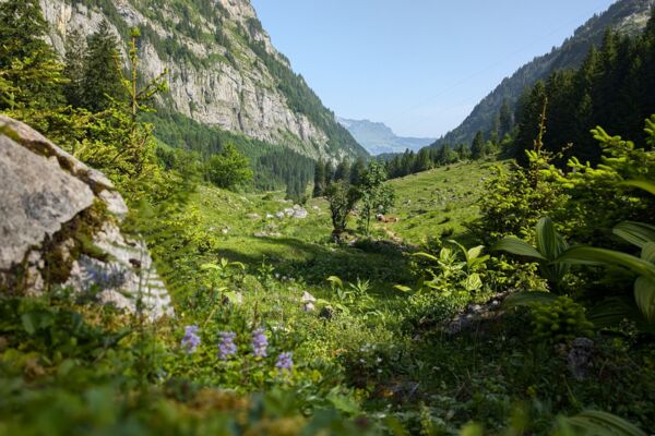 URNER ALPENKRANZ