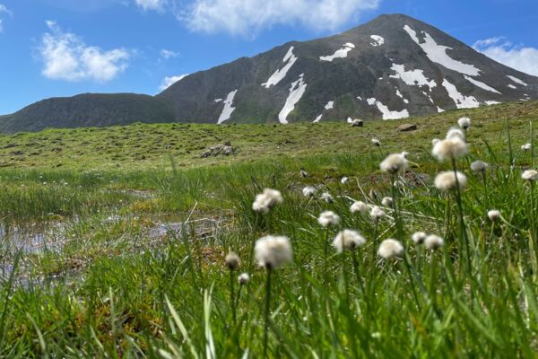 Cueillette de ciboulette sauvage à Samnaun