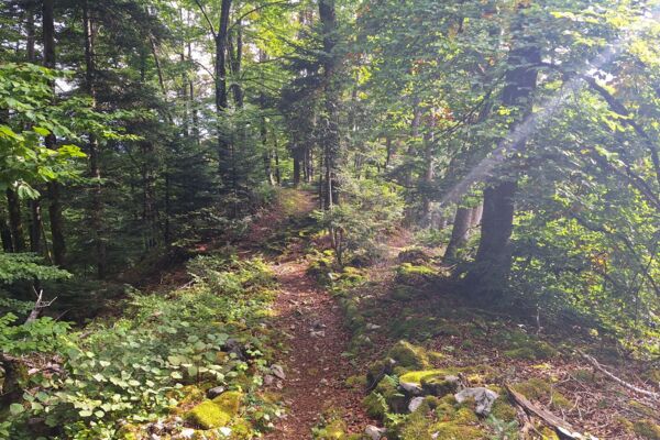 À travers l'Ajoie entre prairies, forets et temps immémoriaux