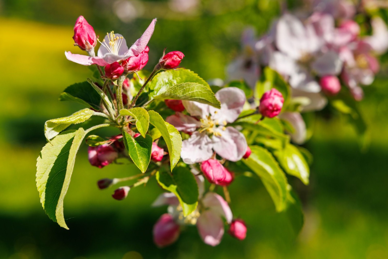 Les délicates nuances de blanc et de rose des innombrables arbres fruitiers à haute tige autour de Menzingen composent un parfait tableau printanier.