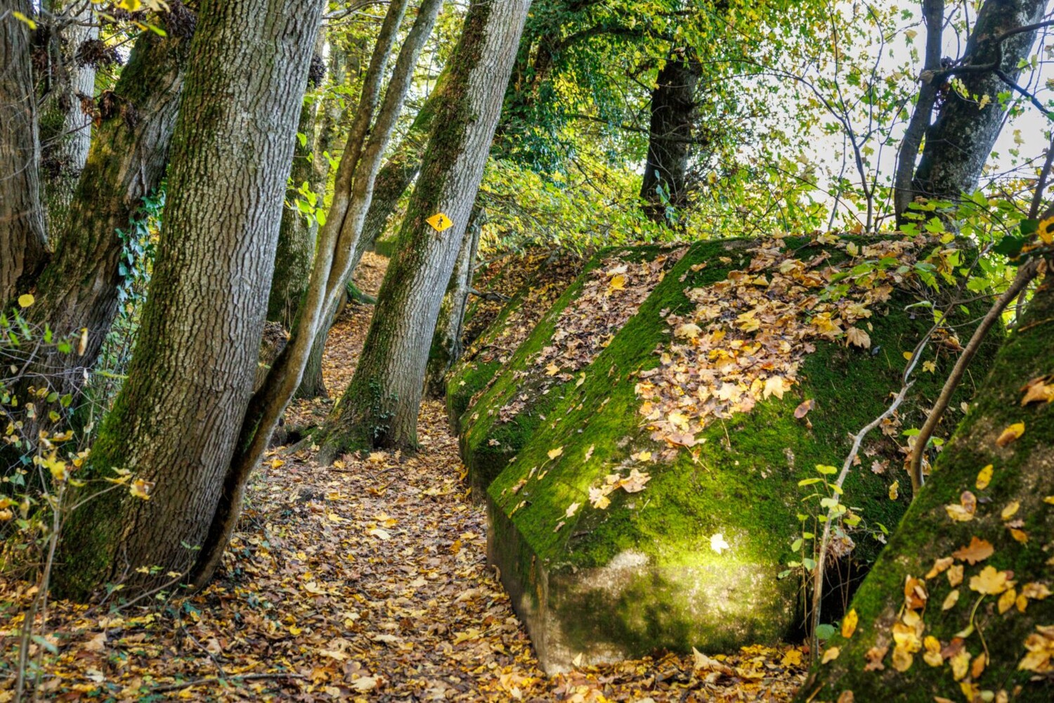 Die Verteidigungslinie aus dem Zweiten Weltkrieg ragt wie Tobleronezacken aus der Erde.