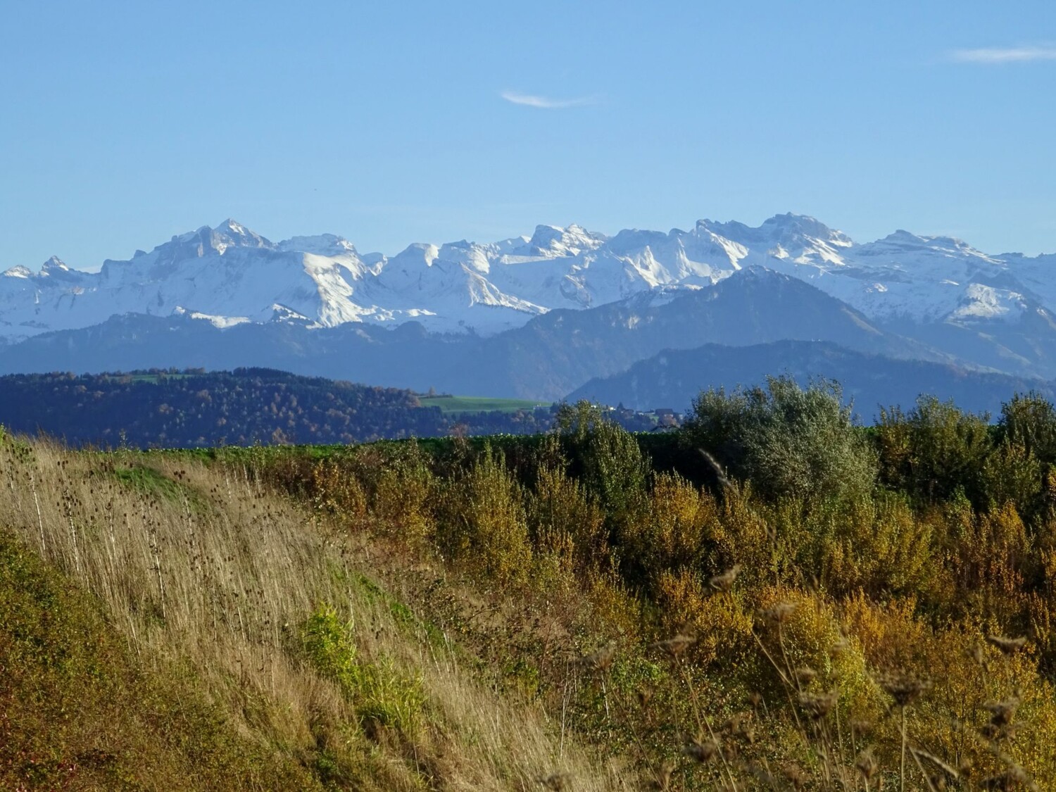 Hüglige Drumlinlandschaft im Vordergrund, Zentralschweizer Alpen im Hintergrund.