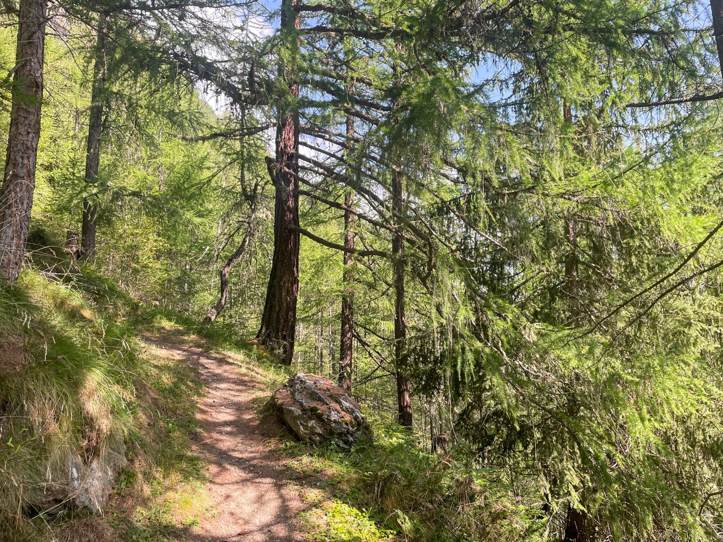 Dans la première partie, la montée évolue sur des chemins de forêt moelleux.