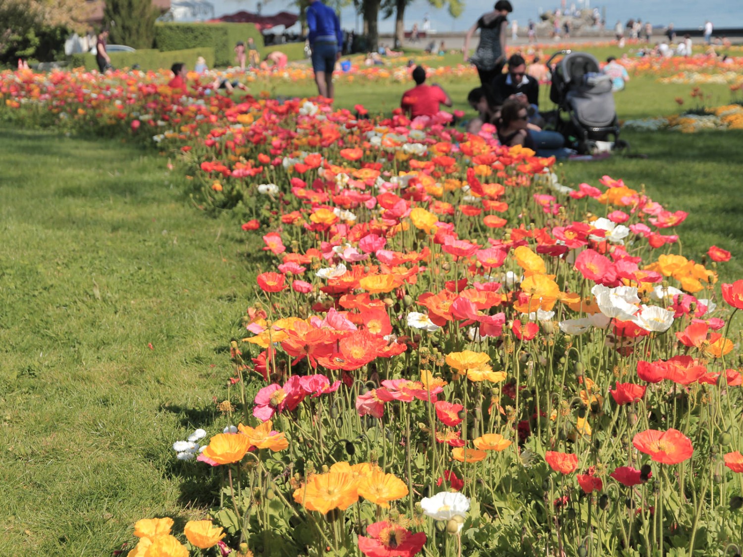 Erholung mitten in der Blumenpracht im
botanischen Garten. Bild: Elsbeth Flüeler