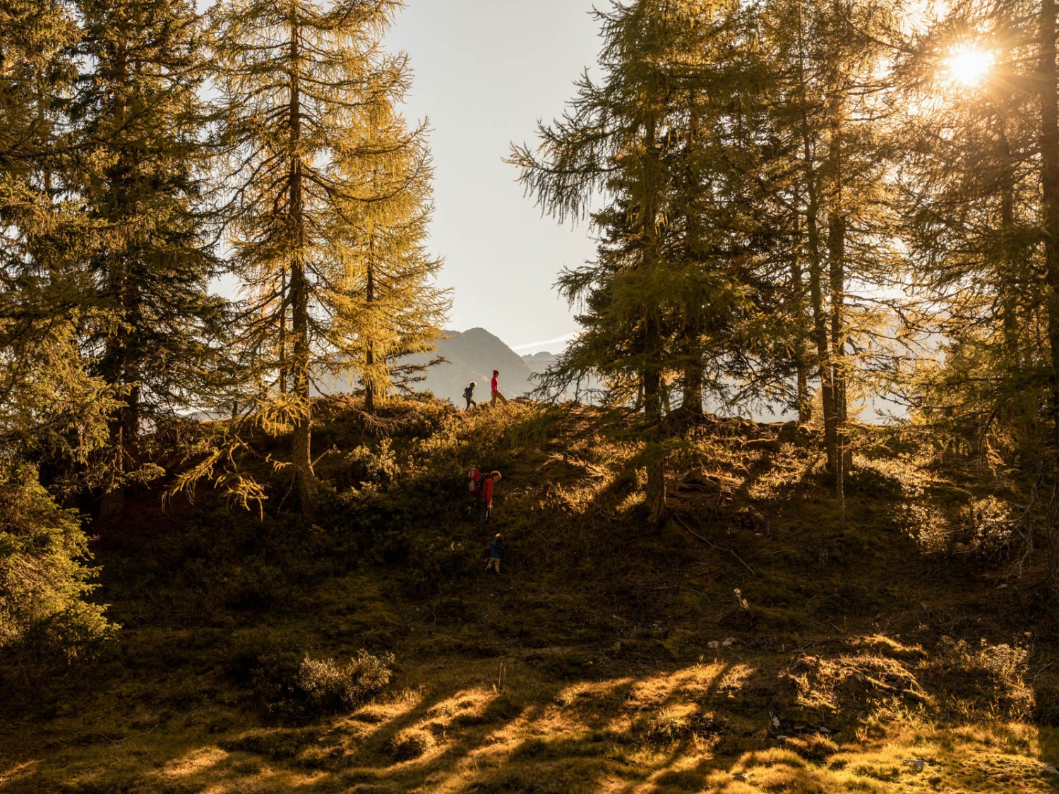 Unterhalb des Gipfels Cornasc wurde
früher Kohle hergestellt. Heute führt der Köhlerweg an die historischen Plätze. Bild: Severin Nowacki