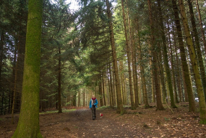Ruhige Stimmung im Galgebergwald.
Bild: Vera In-Albon