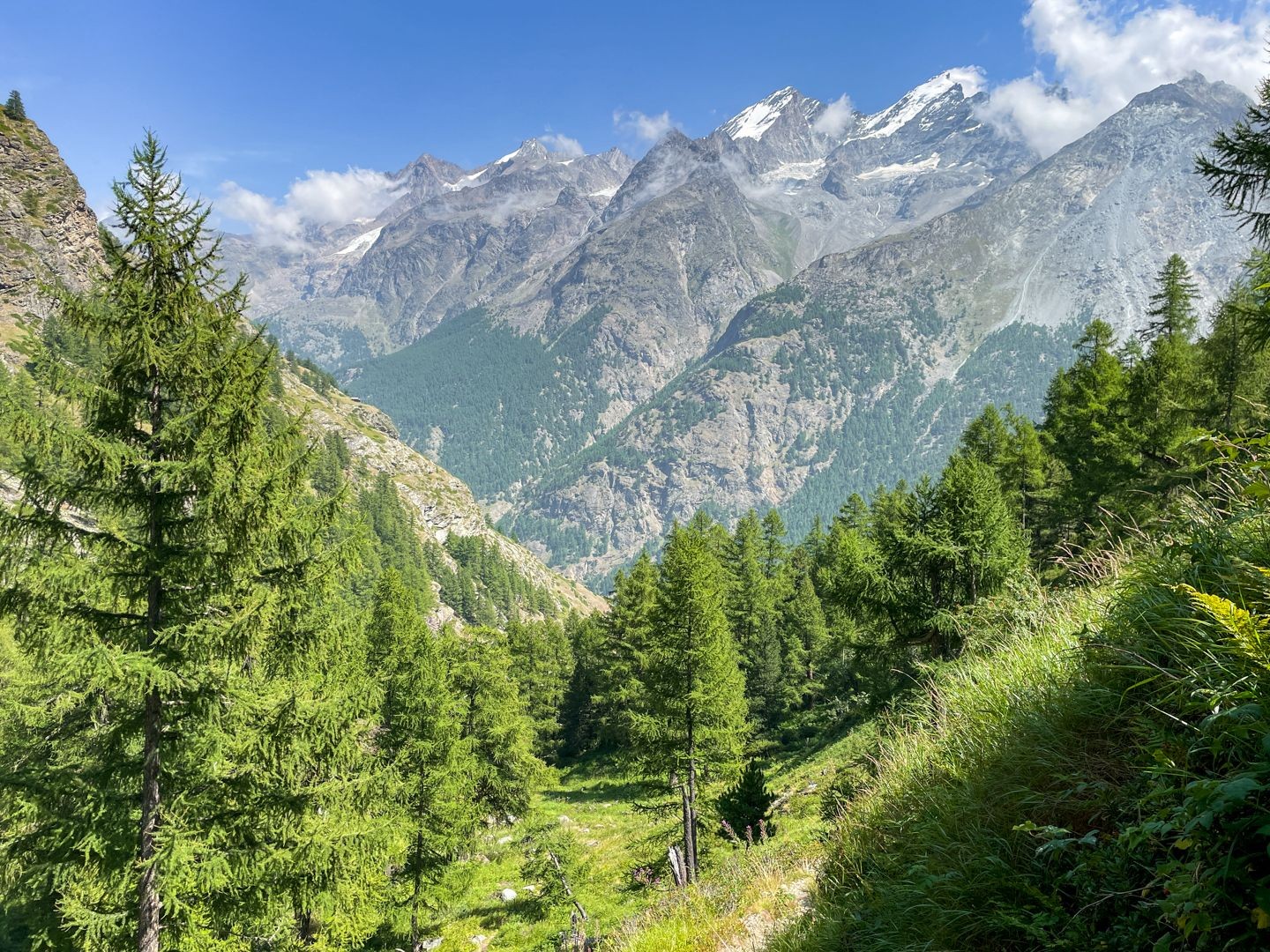 La descente traverse une forêt clairsemée.