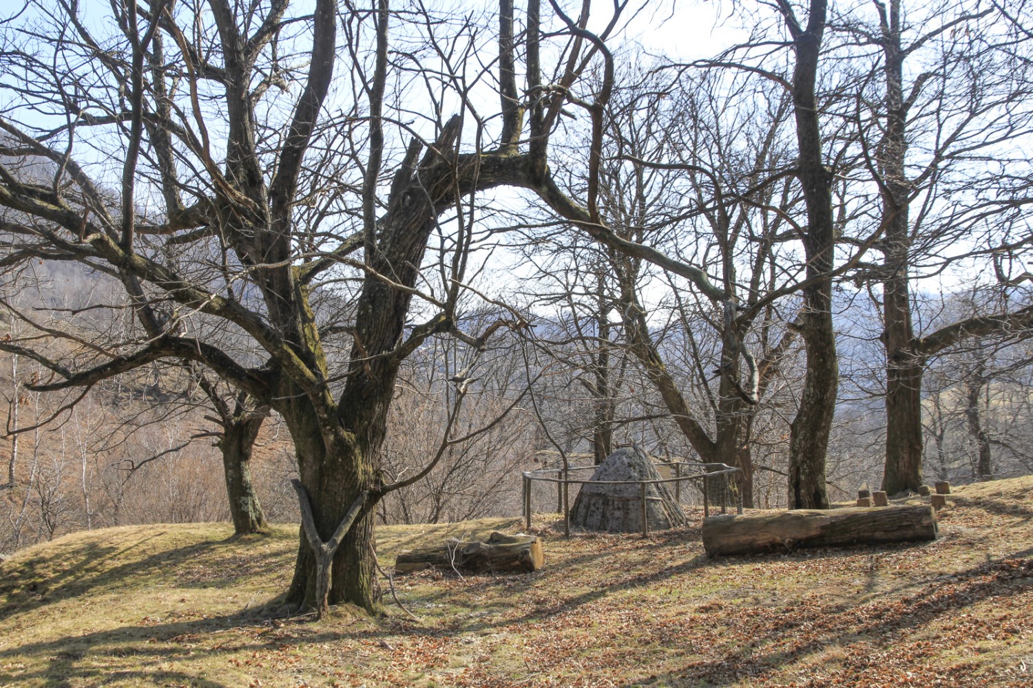 Tas de charbon: le bois du châtaignier servait aussi à produire du charbon.
Photo: Elsbeth Flüeler