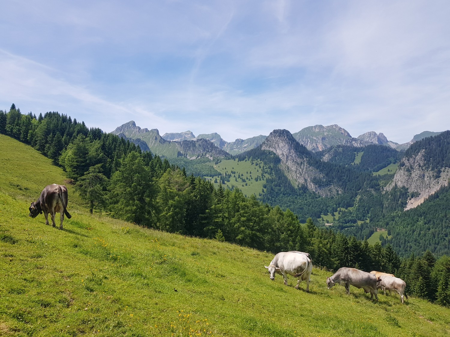 Les vaches paissant au-dessus de Torgon jouissent d’une herbe grasse et d’une belle vue sur les montagnes. Photo: Patricia Michaud
