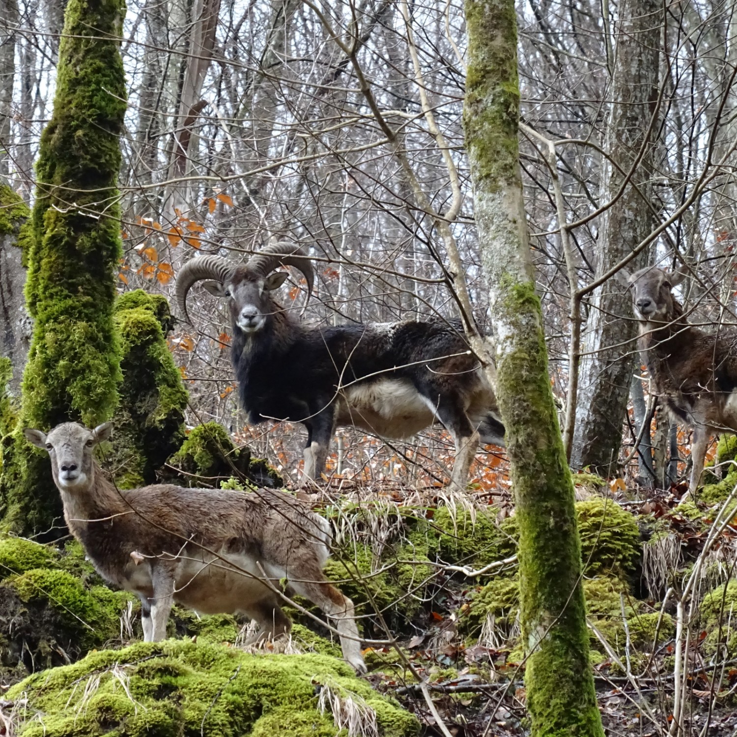 Les mouflons, immigrés en Valais depuis la Corse, sont devenus la mascotte régionale. Photo: màd
