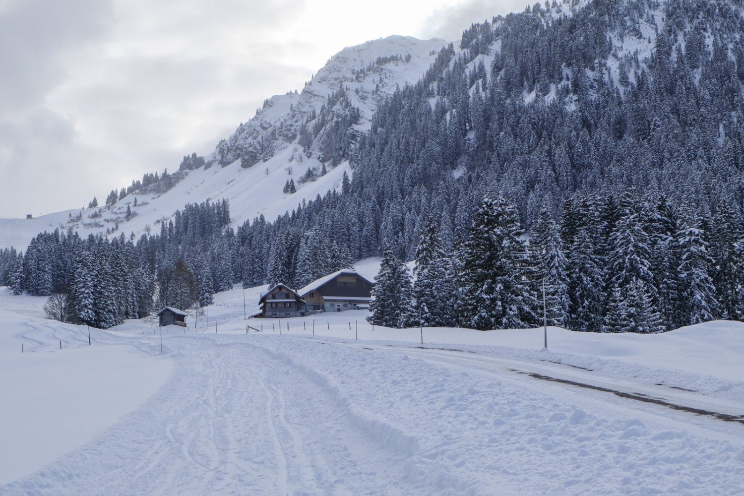 À Dürrenboden, les vaches sont nourries jusqu’en hiver avec le foin de l’alpage. Photo: Elsbeth Flüeler