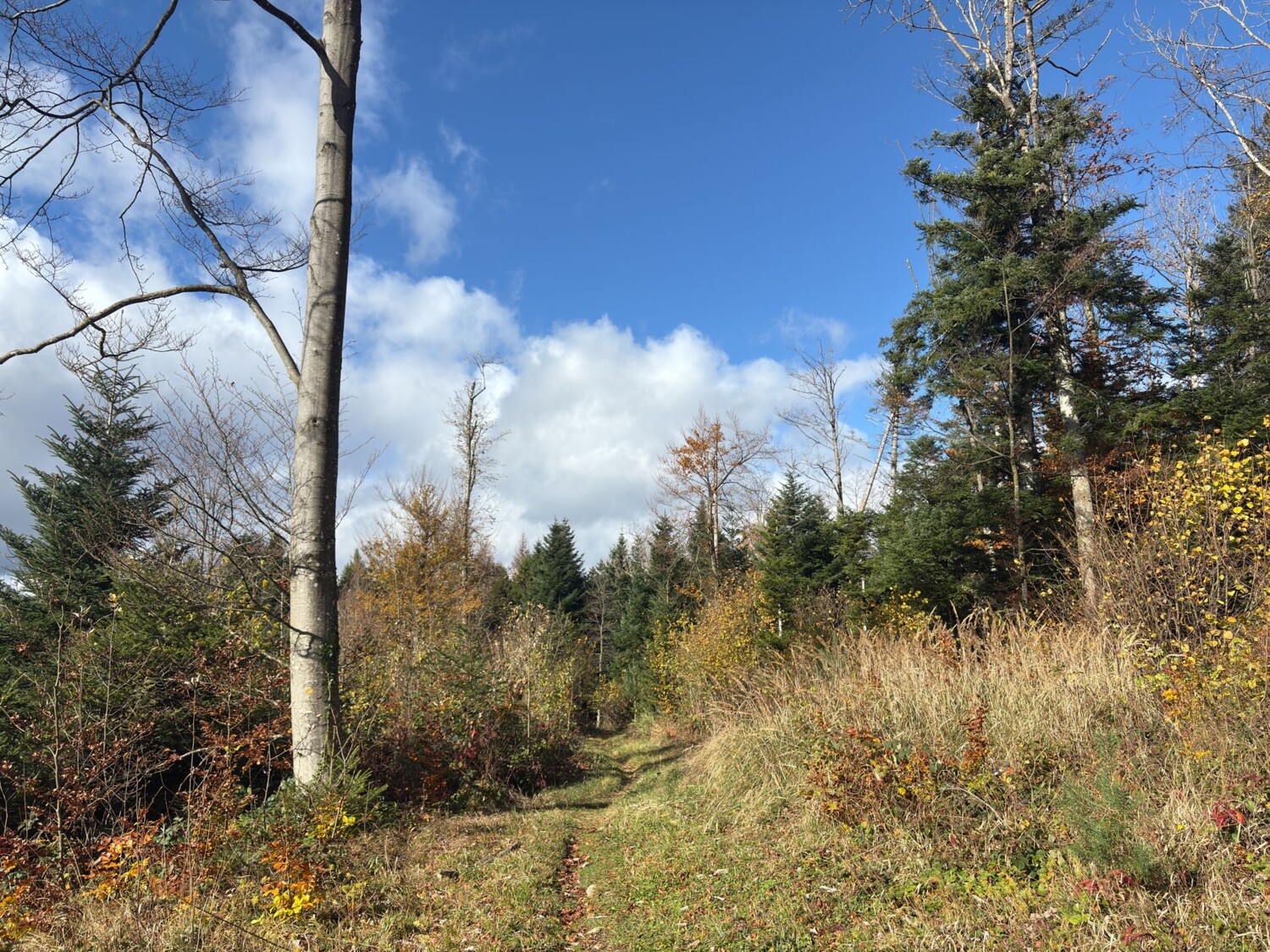 Sur le Rechtenberg, le chemin s’enfonce dans une forêt mixte.