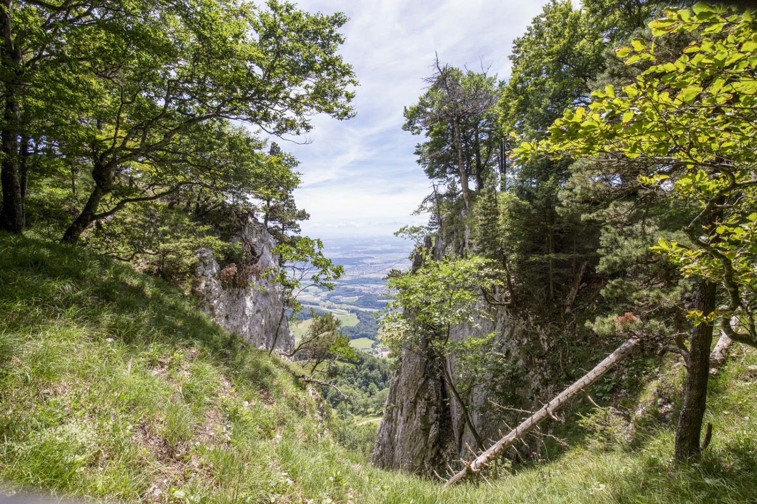 Ici et là, sur la Chambenflüe, la vue s’ouvre sur le Plateau. Photo: Daniel Fleuti
