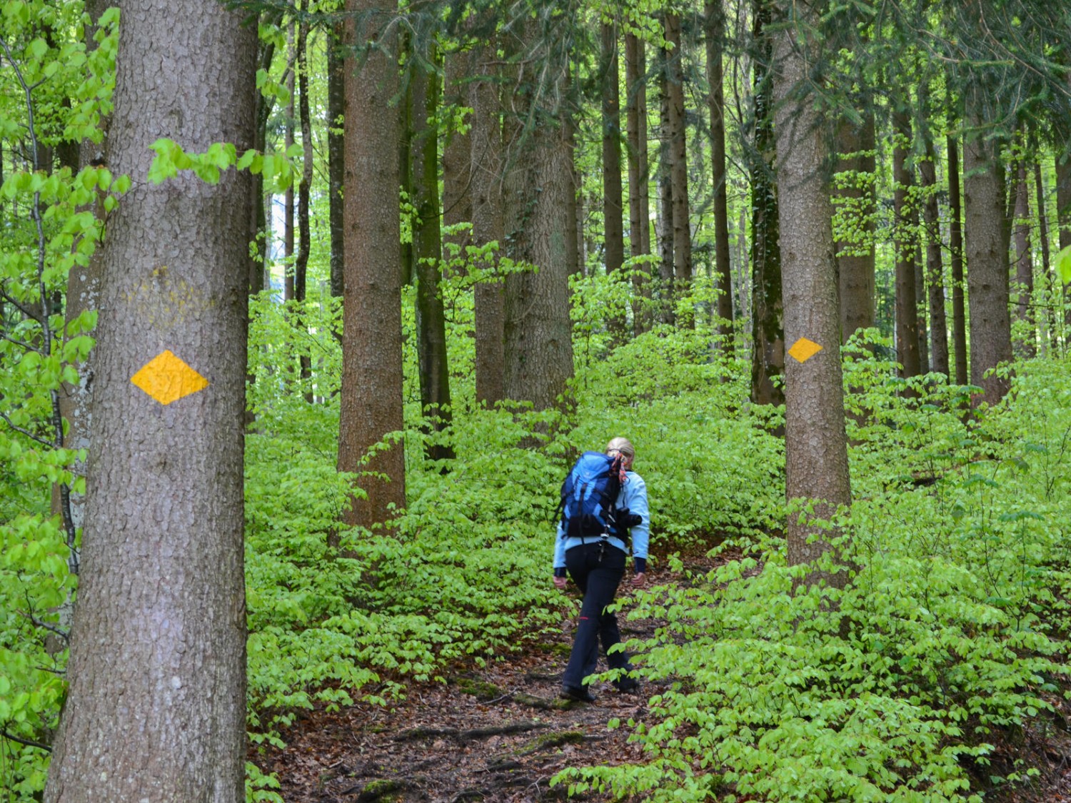 Aufstieg im frühlingsgrünen Wald.
 Foto: Sabine Joss