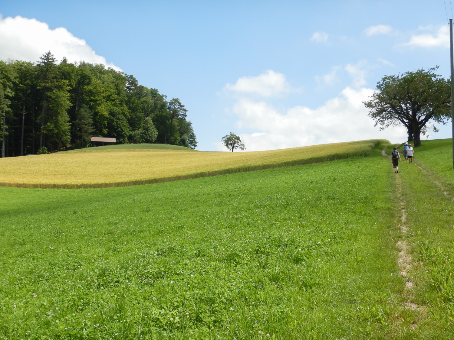 Inspirierte einst Cuno Amiet beim Malen: sanfte Hügellandschaft mit Obstbäumen rund um Oschwand.
Bilder: Susanne Frauenfelder