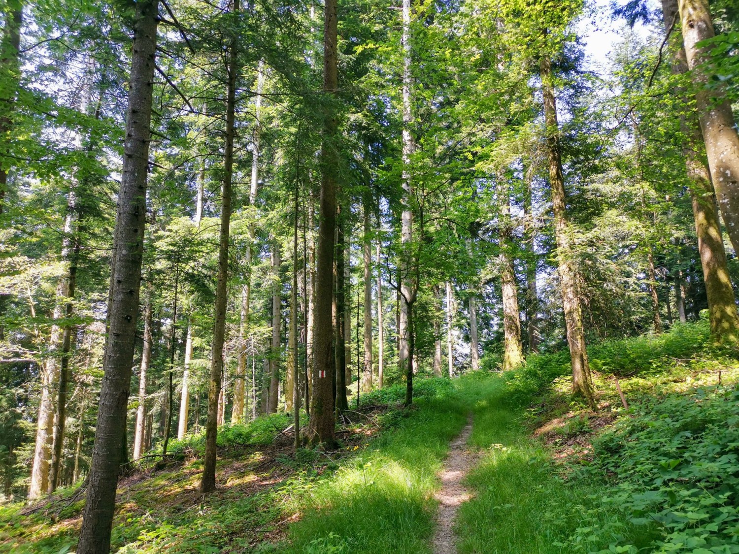 Un bosco tranquillo lungo la discesa verso Ziegerhütten.