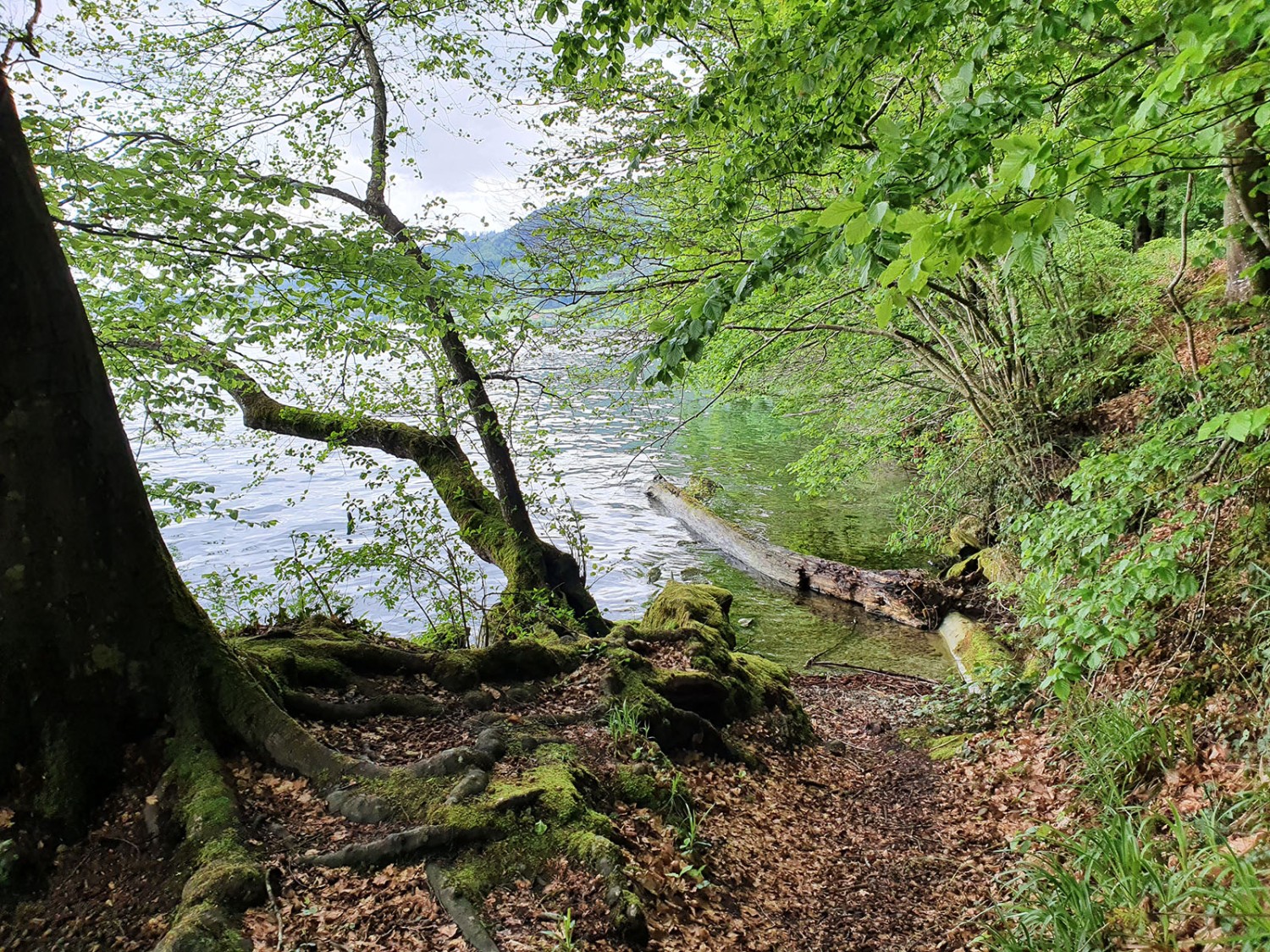 Délicieuse presqu’île de Chiemen. 
Photo: Marina Bolzli