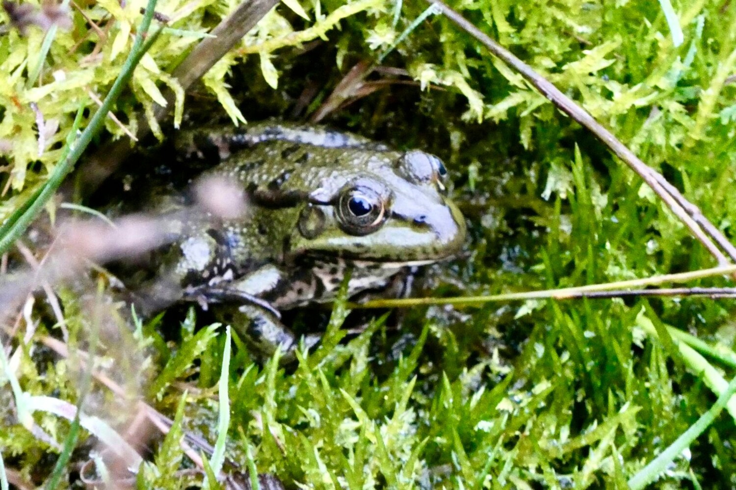 Des grenouilles peuplent les mares du Centre-Nature.