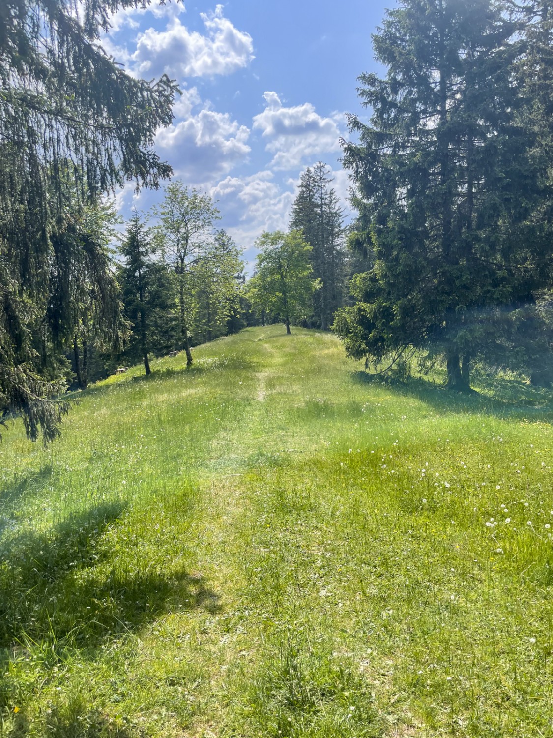 Typisch Jura: Der Wanderweg führt über Wiesen und durch lichten Wald. Bild: Lukas Frehner