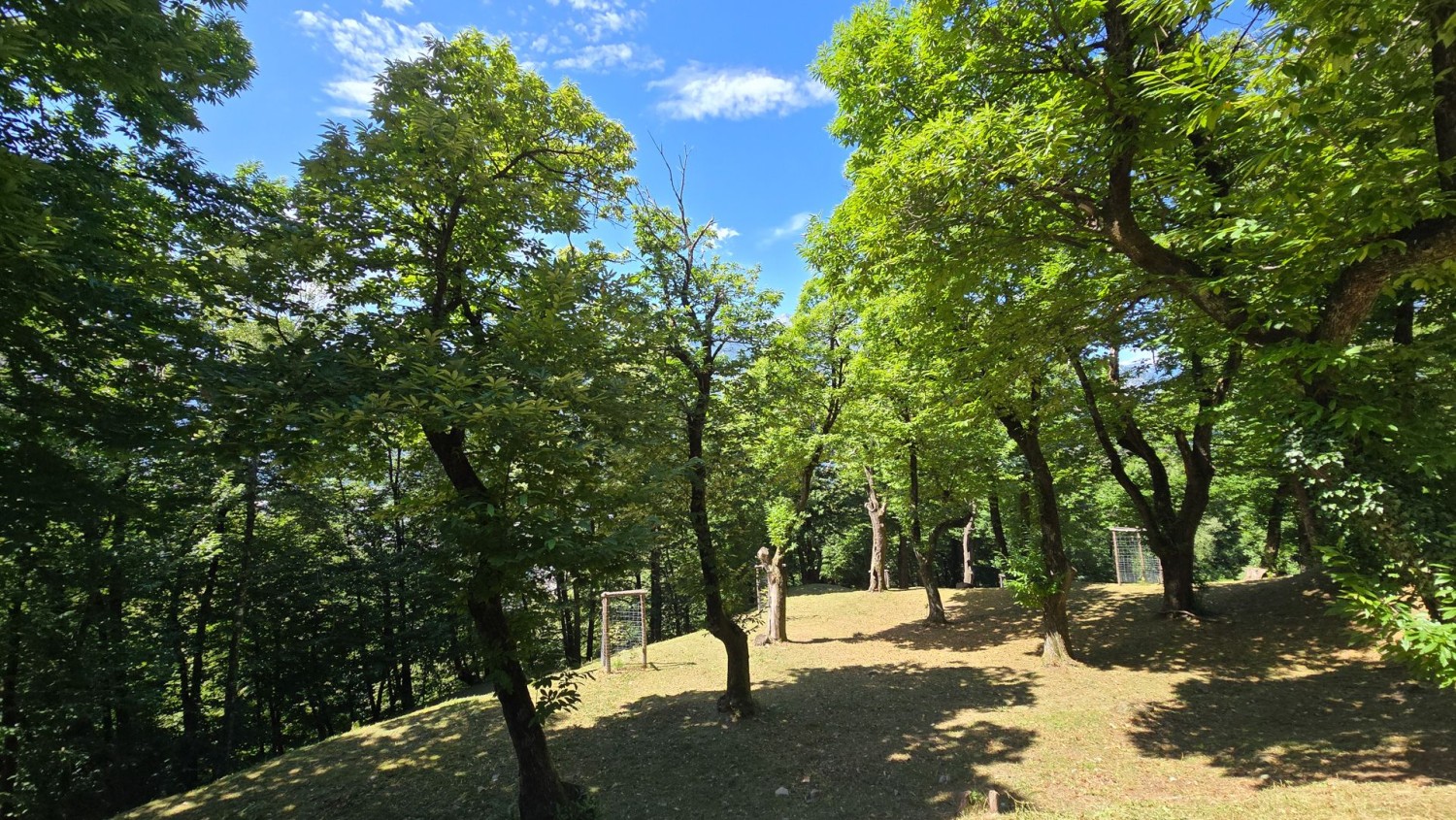 Sur le sentier didactique de l’arboretum, le nom de chaque arbre est indiqué.