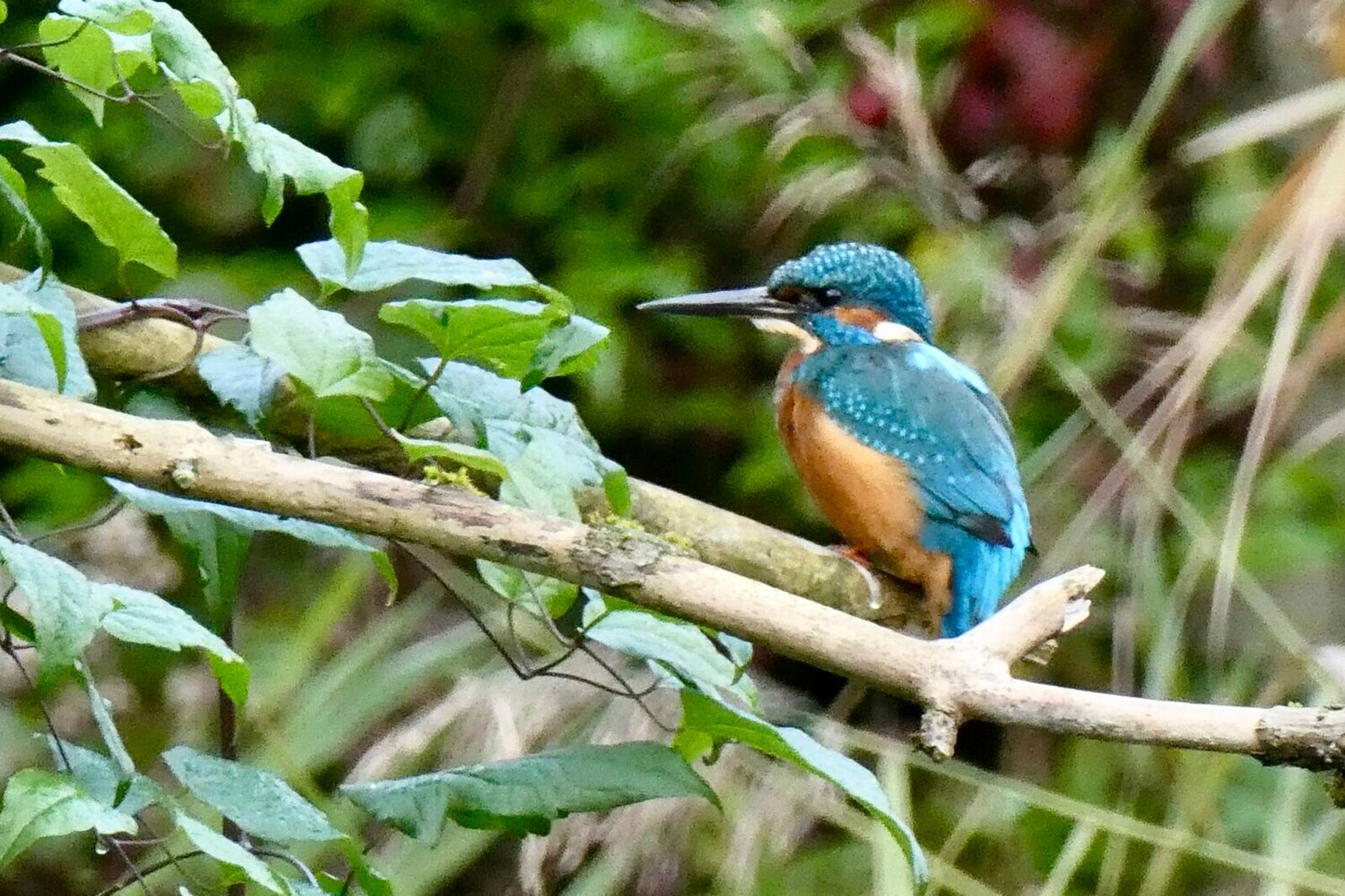 Un couple de martins-pêcheurs est souvent visible depuis l’un des observatoires du Centre-Nature.
